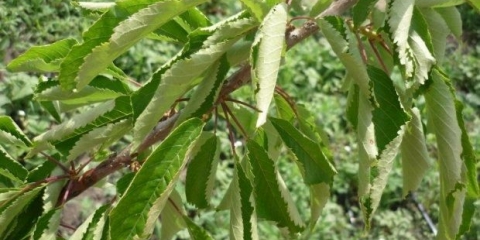 Listovi trešnje se uvijaju